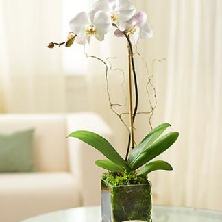 1 Stem White Phalaenopsis Orchid for Sympathy
