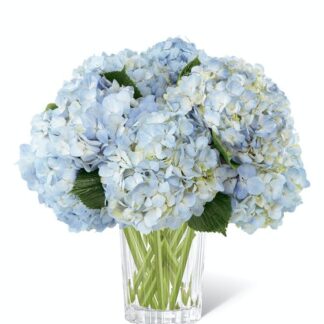 Joyful Inspiration of Blue Hydrangea