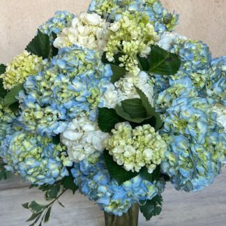 ASTONISHING HYDRANGEA