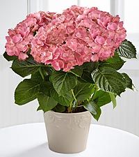 Hydrangea Plant