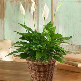 Spathiphyllum Plant for Sympathy