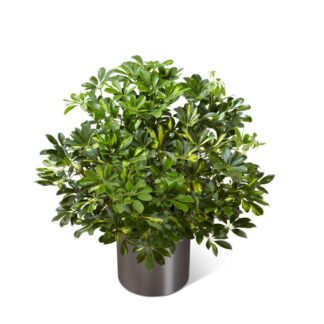 The Schefflera Arboricola