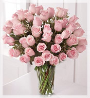 48 beautiful Long pink roses
