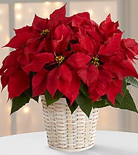 Red Poinsettias medium
