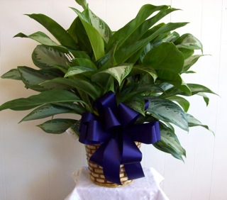 Chinese Evergreen