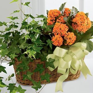 Blooming and Green Plant Combination