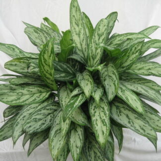 The Chinese Evergreen Plant