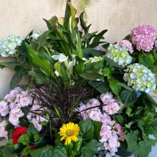 Blooming plant extraganza