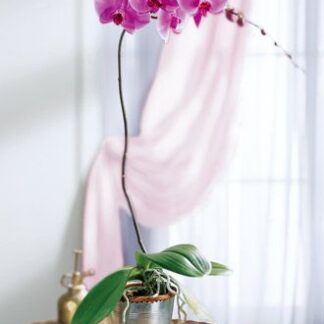 Lavender Phalaenopsis Orchid