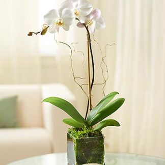 White Phalaenopsis Orchid