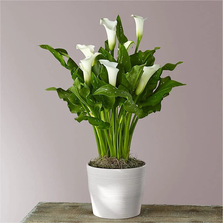 Mini Calla Plant